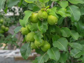 closeup of unripe pears on tree branch with green leaves during summer  season in Chelyabinsk, Russia.