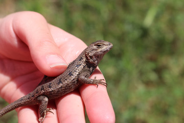 Eastern Fence Lizard (Sceloporus undulatus)