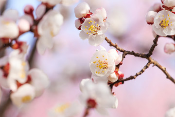 Peach blossom in spring