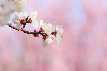 Peach blossom in spring
