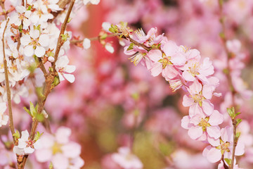 Peach blossom in spring