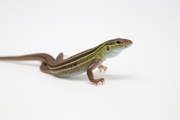 Prairie Racerunner Lizard (Aspidoscelis sexlineatus viridis)
