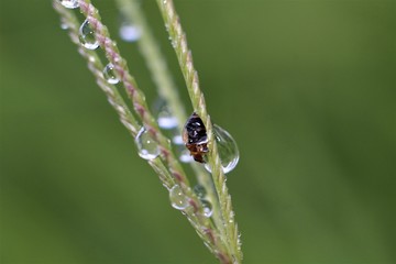 Rain drops drench an insect perched on grass.