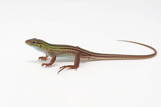 Prairie Racerunner Lizard (Aspidoscelis Sexlineatus Viridis)