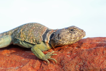 Eastern Collared Lizard (Crotaphytus collaris)