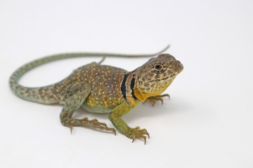 Eastern Collared Lizard (Crotaphytus collaris)