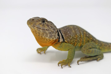 Eastern Collared Lizard (Crotaphytus collaris)