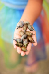 Hand Portrait Schnecken Muscheln Natur Farben Bunt Kind Hände