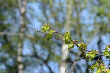 Fresh new leaves on a linden tree on a sunny spring day