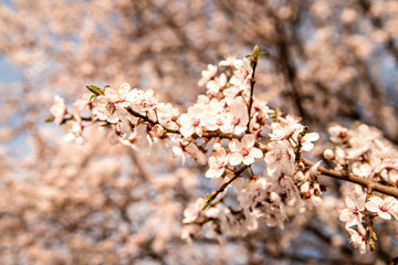 Fototapeta premium wild mirabelle blossom in springtime
