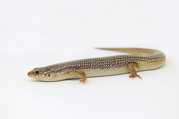 Great Plains Skink (Plestiodon obsoletus)