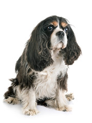 cavalier king charles