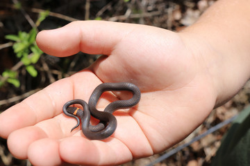 Fototapeta premium Prairie Ring-necked Snake (Diadophis punctatus arnyi)
