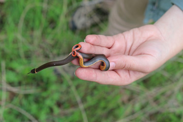 Fototapeta premium Prairie Ring-necked Snake (Diadophis punctatus arnyi)