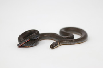 Prairie Ring-necked Snake (Diadophis punctatus arnyi)