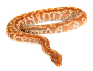 Python brongersmai in studio