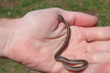 Lined Snake (Tropidoclonion lineatum)