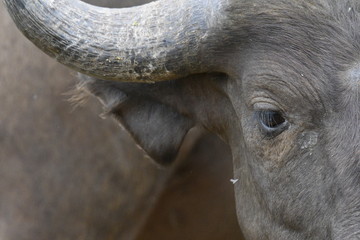 Buffle