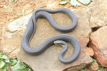 Eastern Yellow-bellied Racer Snake (Coluber constrictor flaviventris)