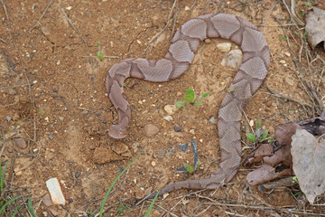 Copperhead Snake (Agkistrodon contortrix) North American Pit Viper