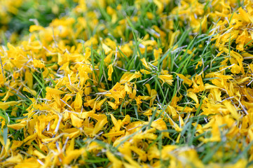 Marigold flower sprinkling on green grass