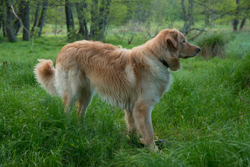 dog breed hovawart one-year-old young red-haired guard watch-dog faithful handsome enduring male