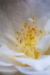 blossom[japanese_camellia]06