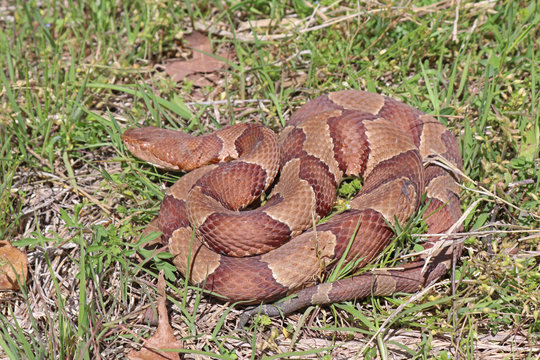 Copperhead Snake (Agkistrodon contortrix) North American Pit Viper