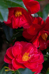 blossom[japanese_camellia]55