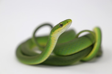 Rough Green Snake (Opheodrys aestivus)