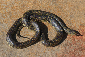 Speckled Kingsnake (Lampropeltis holbrooki) formerly (Lampropeltis getula holbrooki)Lampropeltis g