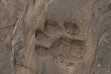 Empreinte de lion d'afrique