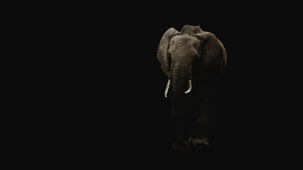 Elefant auf schwarzem Hintergrund