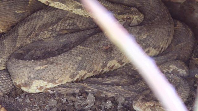 The very deadly puff adder snake lies coiled with other snakes in the desert of Namibia, Africa.