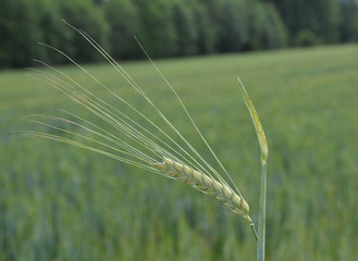 Gerstengranne vor Gerstenfeld