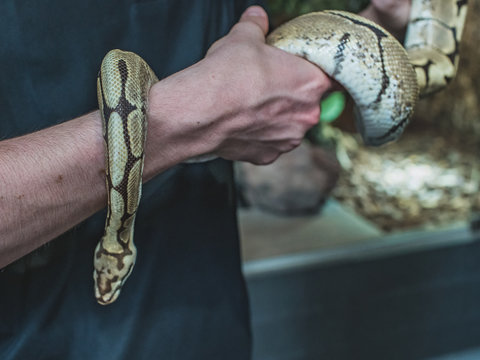 Babe snake, Bumble Bee Ball Python