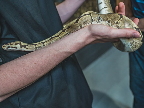 Baby snake, Coastal Jaguar Carpet Python or Morelia spilota (Python regius) in the hands of young man, close-up.