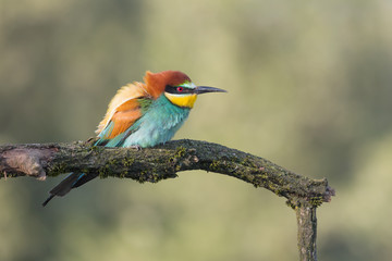 Beautiful portrait of Euroepan bee eater at sunrise (Merops apiaster)