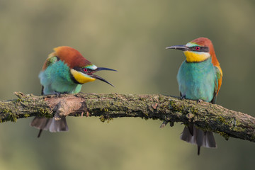Struggle between European bee eaters (Merops apiaster)