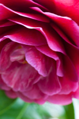 blossom[japanese_camellia]93