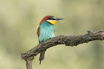 Beautiful portrait of Euroepan bee eater at sunrise (Merops apiaster)