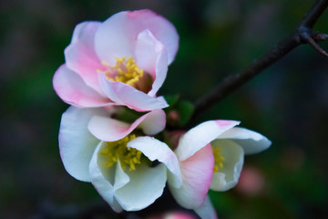 Naklejka na ściany i meble blossom[japanese_quince]_15