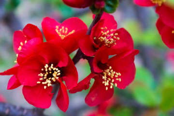 blossom[japanese_quince]_31