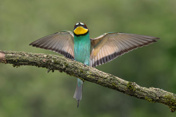 Beautiful landing of European bee eater (Merops apiaster)