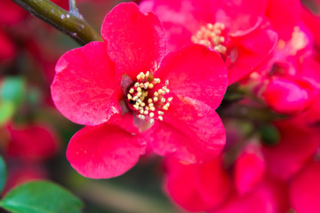 blossom[japanese_quince]_33