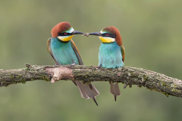 The gift, ungorgettable shot of engaged couple (Merops apiaster)