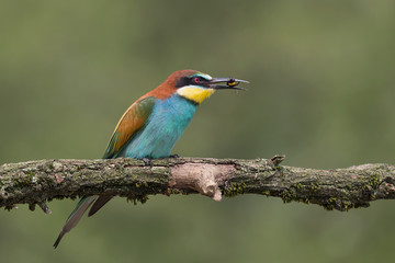 Closeup of European bee eater with wasp in beak (Merops apiaster)