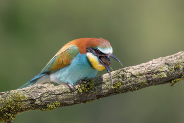 Uncommon photography, the European bee eater thorw up stinger and venom of wasp (Merops apiaster)