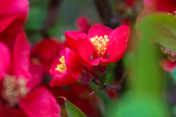 blossom[japanese_quince]_35