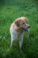 dog breed hovawart one-year-old young red-haired guard watch-dog faithful handsome enduring male